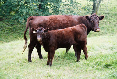 A Lincoln Red cow and calf.