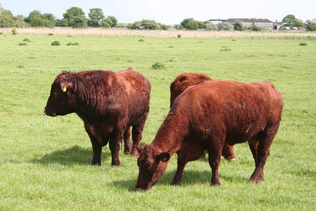 Lincoln red cattle in a pasture.