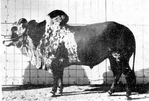 A Lohani bull.