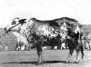 A Lohani cow.