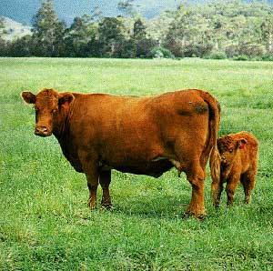 A Luing cow and calf.