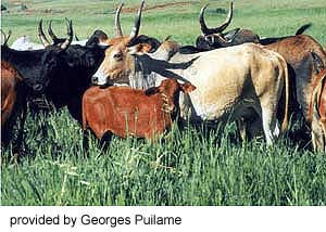 A herd of Madagascar Zebu cattle.