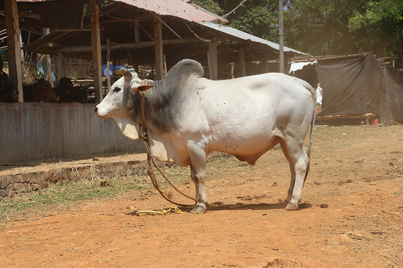 A Malvi cow standing in a dirt road.