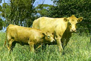 A Mandalong cow and calf.