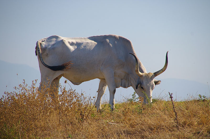 A maremmana cow eating grass.