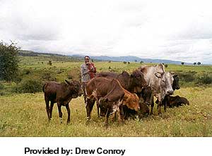 A herd of Masai cattle.