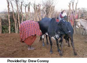 A Masai cow.