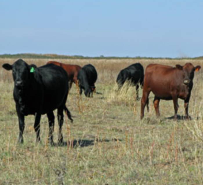 Mashona cows grazing in a pasture.