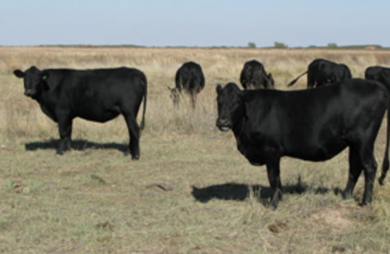 Mashona cattle grazing in a field.