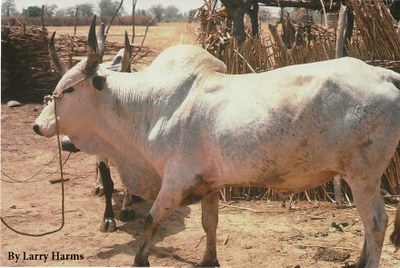A Maure cow.