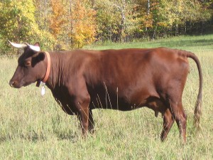 A Milking Devon cow.