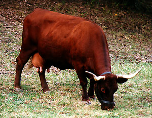 A Milking Devon cow.