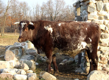 A Milking Shorthorn bull.