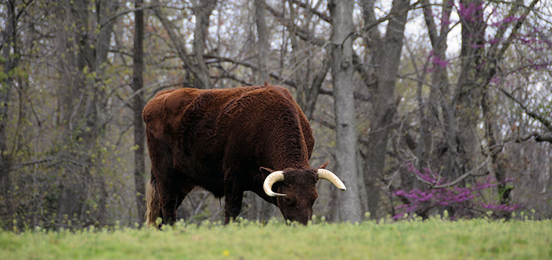 A milking devon bull eating grass.