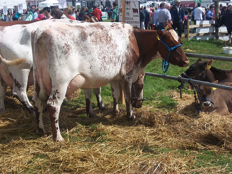 Milking shorthorn cows standing on grass and hay.