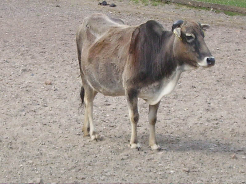 A miniature zebu cow standing on sand.