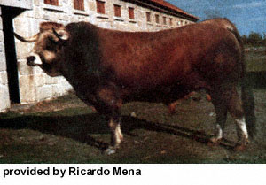 A Mirandesa bull.