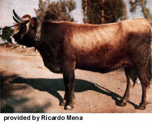 A Mirandesa cow.