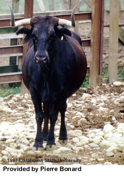 A Morucha cow.