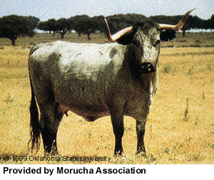 A Morucha cow.
