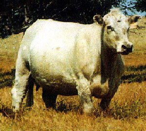 A Murray cow.