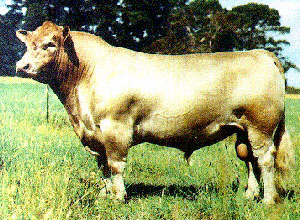 A Murray Grey bull.