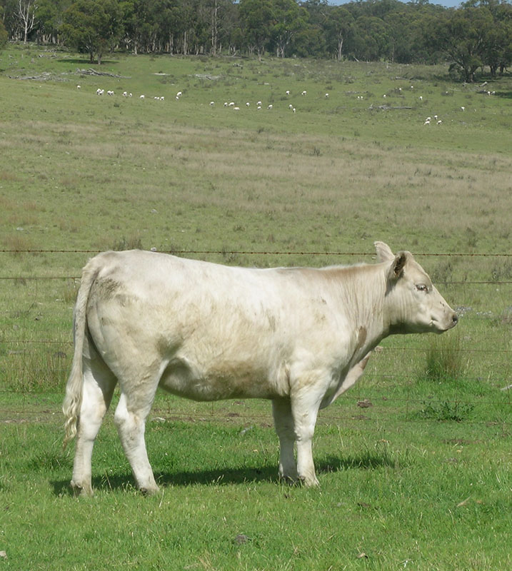 A murray grey cow in a pasture.
