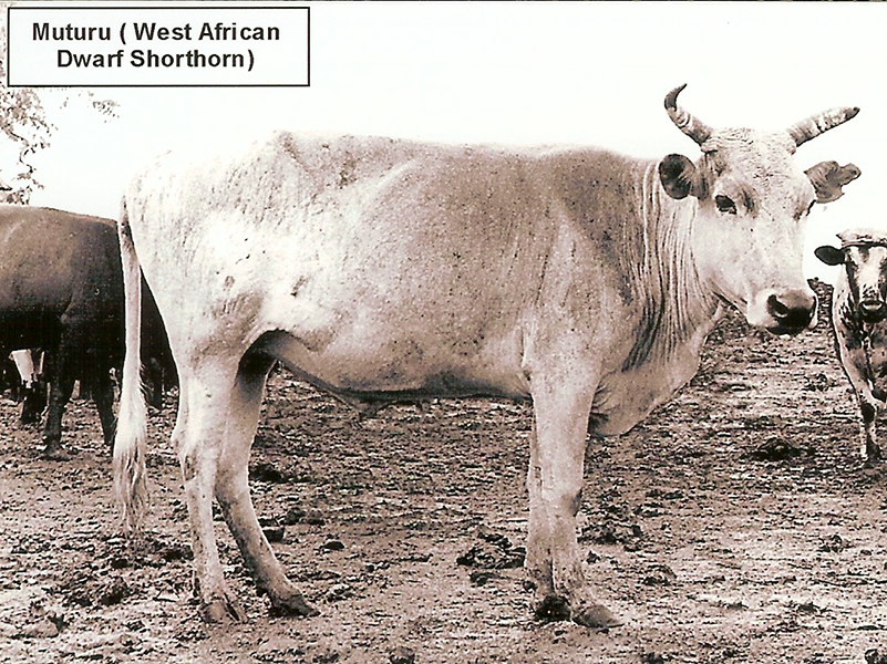A Muturu cow.