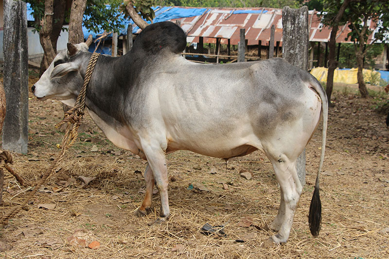 A Nagori cattle standing in the dirt.