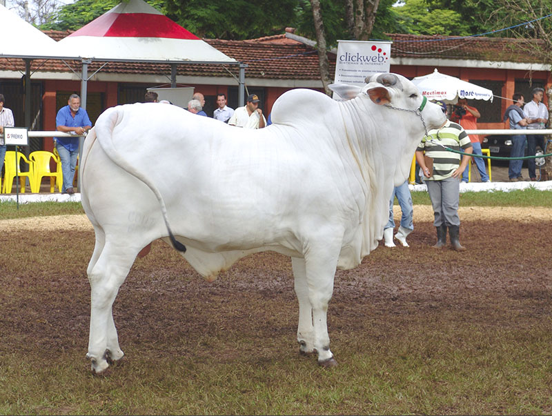 A white Nelore cow standing in the grass.