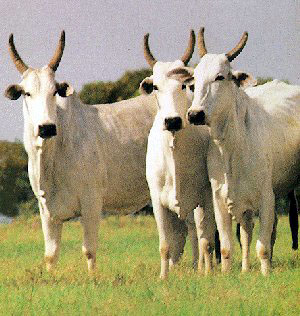 Three Nelore cows standing in an open field. 