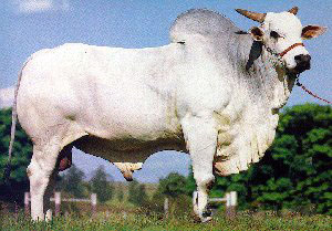 A Nelore bull.