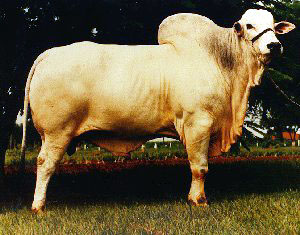 A Nelore cow.