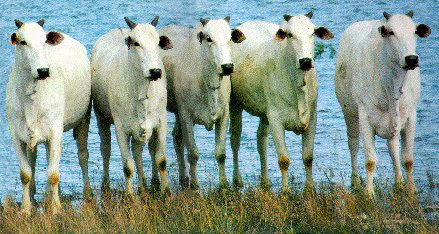 A group of Nelore cattle.