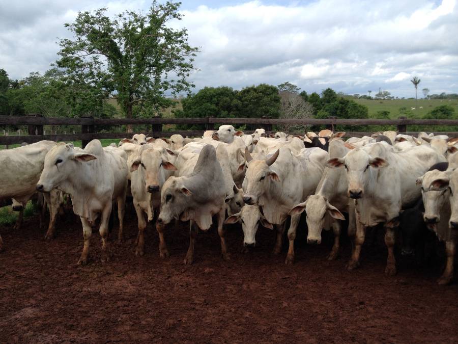 A herd of Nelore cattle standing in a fenced lot.