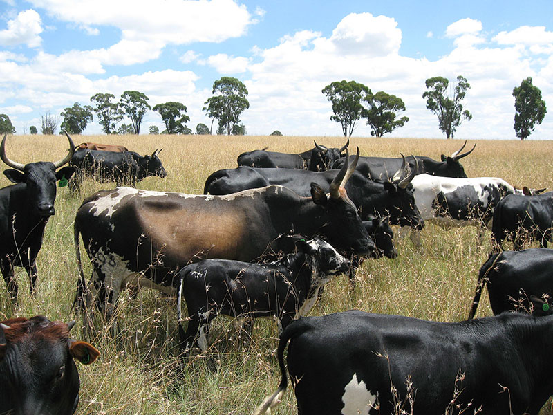 Nguni cattle.