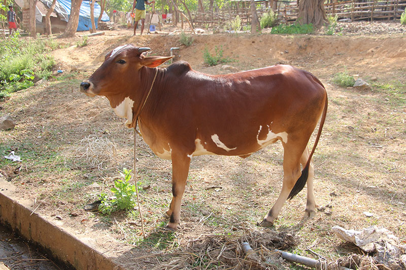 A Nimari cow standing in the dirt.