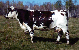 A Normande cow.