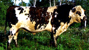 A Normande bull.