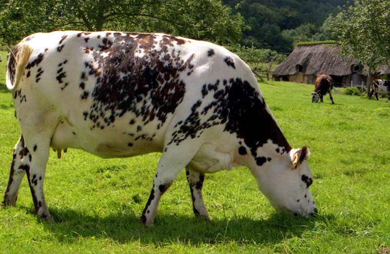 A normande cow eating grass.