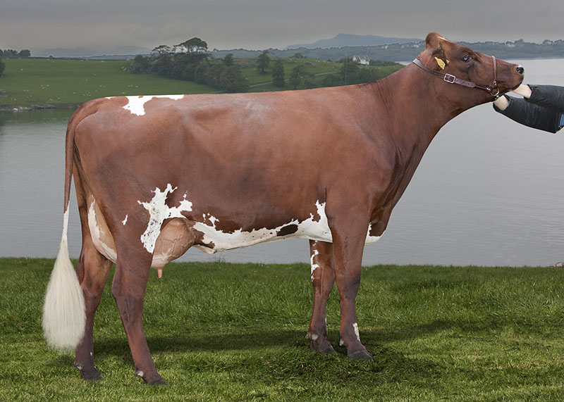 Norwegian Red Cattle Oklahoma State University Norwegian Red Cattle Oklahoma State University