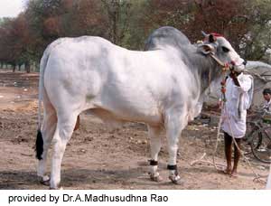 An Ongole bull.