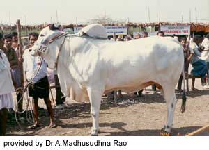 An Ongole bull.