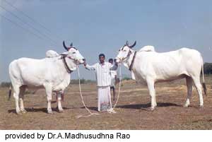 Two Ongole cows.