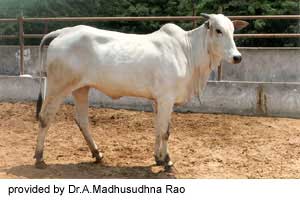 An Ongole cow.