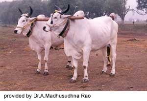 Two Ongole cows.