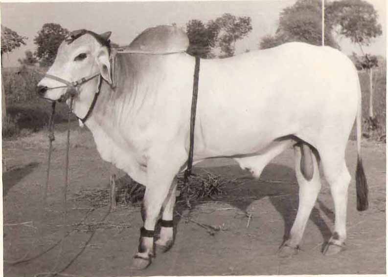 An ongole bull.