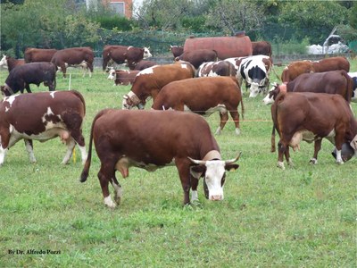 A herd of Orpa cattle.