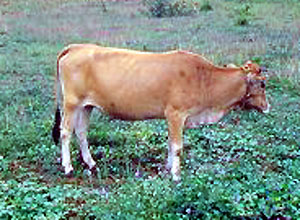 A Philippine Native cow.