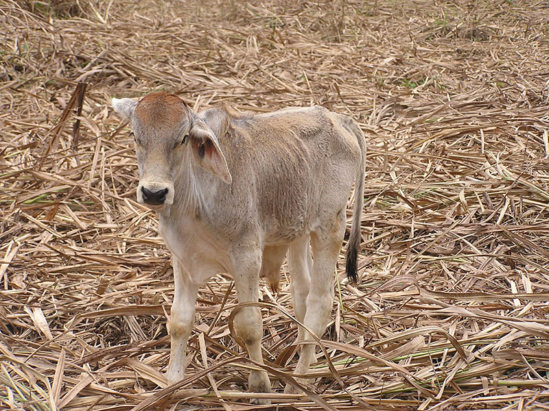 A philippine native calf.